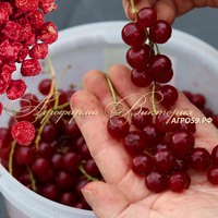 Купить саженцы красной смородины в питомнике с гарантией